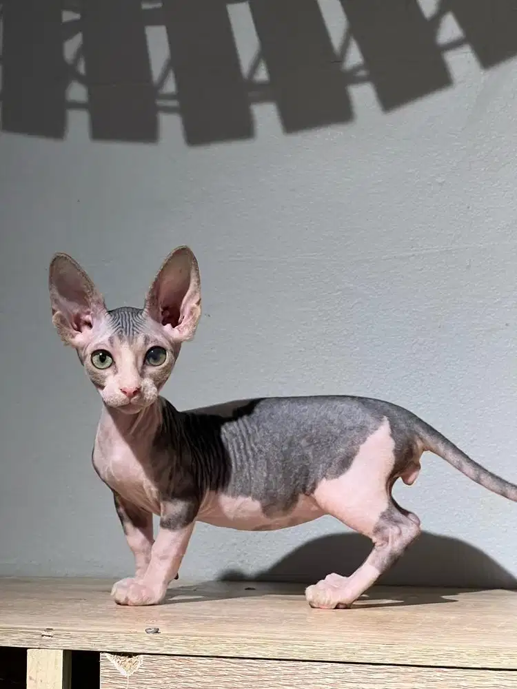 Kitten Bambino jantan bicolor ( sphynx )