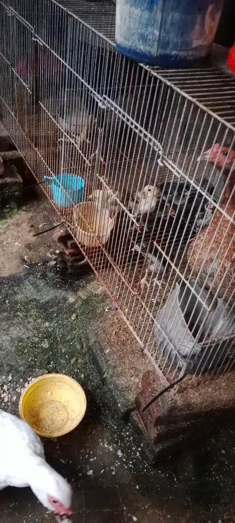 Ayam kampung anakan