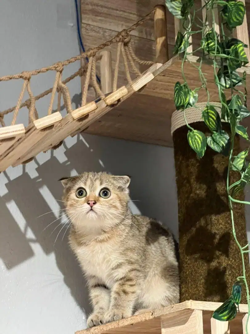 Kitten Scottish fold golden betina