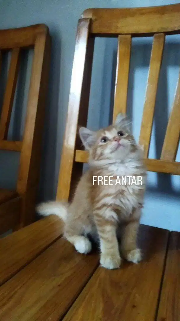 kucing lucu mainecoon betina