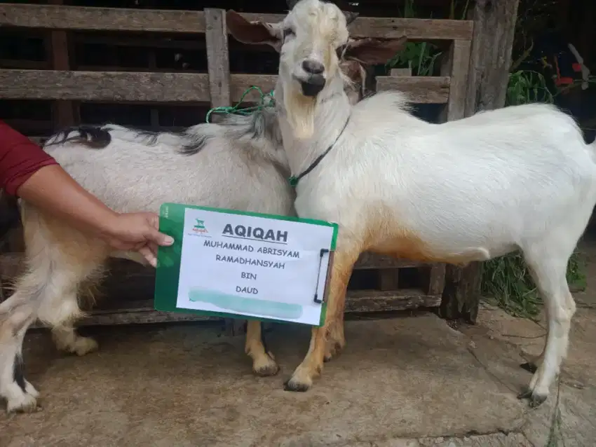 Jual kambing domba aqiqah, paket aqiqah, kambing hidup / potong cacah