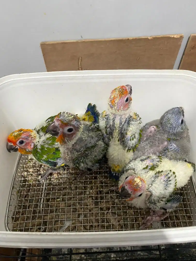 Baby sunconure lolohan / anakan burung sunconure