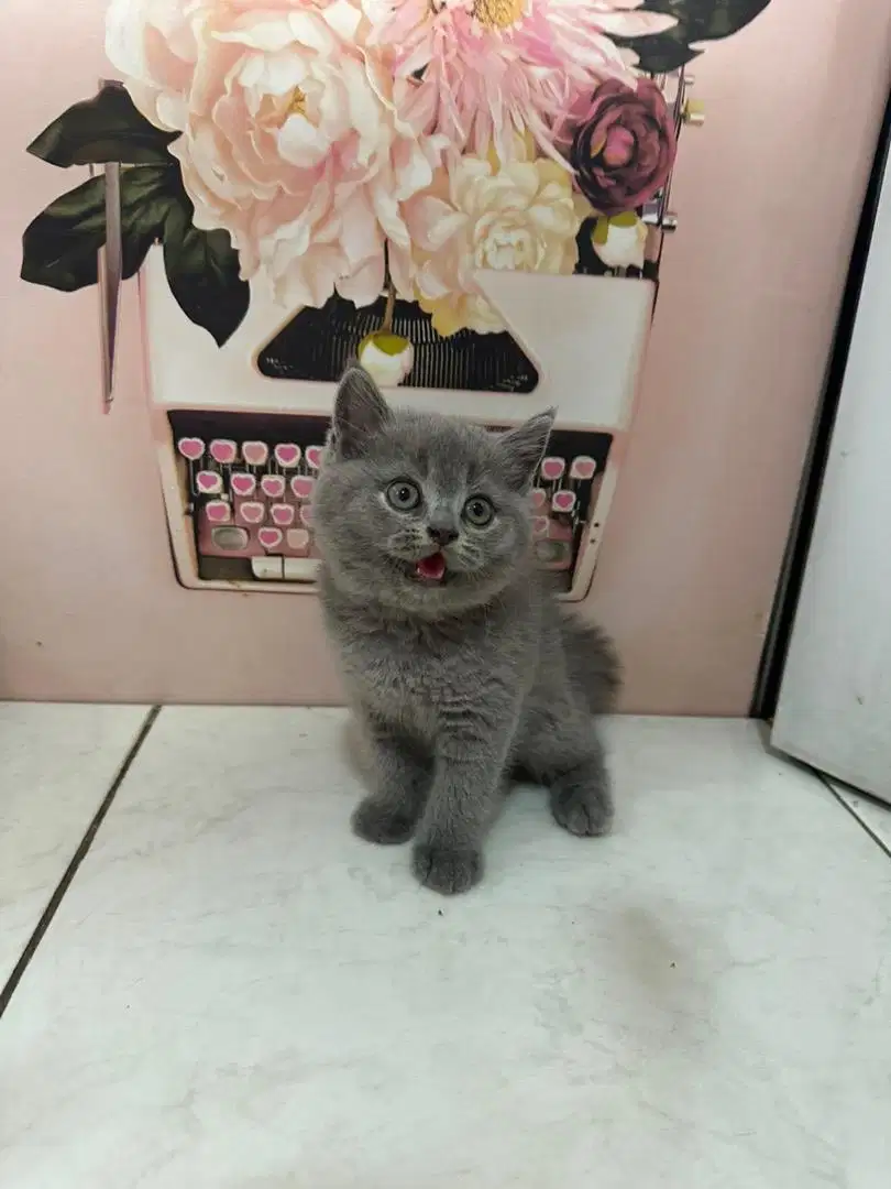 “British Shorthair Lucu & Sehat, Siap Jadi Teman Baru di Rumah!