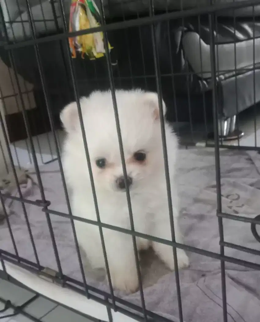 Jual Anak Anjing Mini Pomeranian