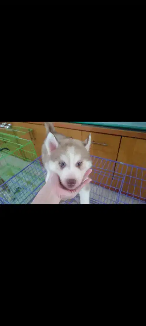 Anjing Siberian Husky