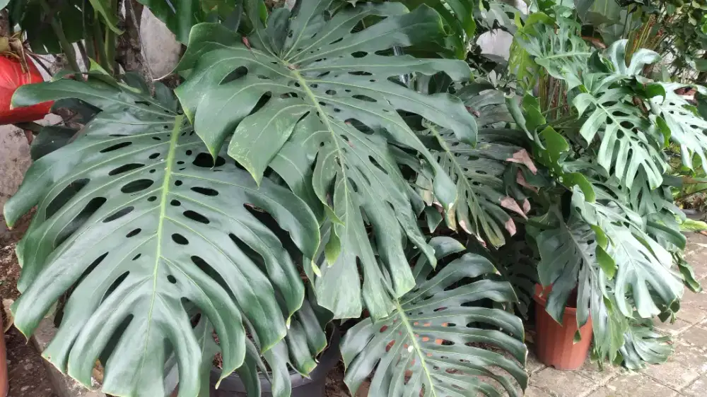 3 Monstera dijual borongan