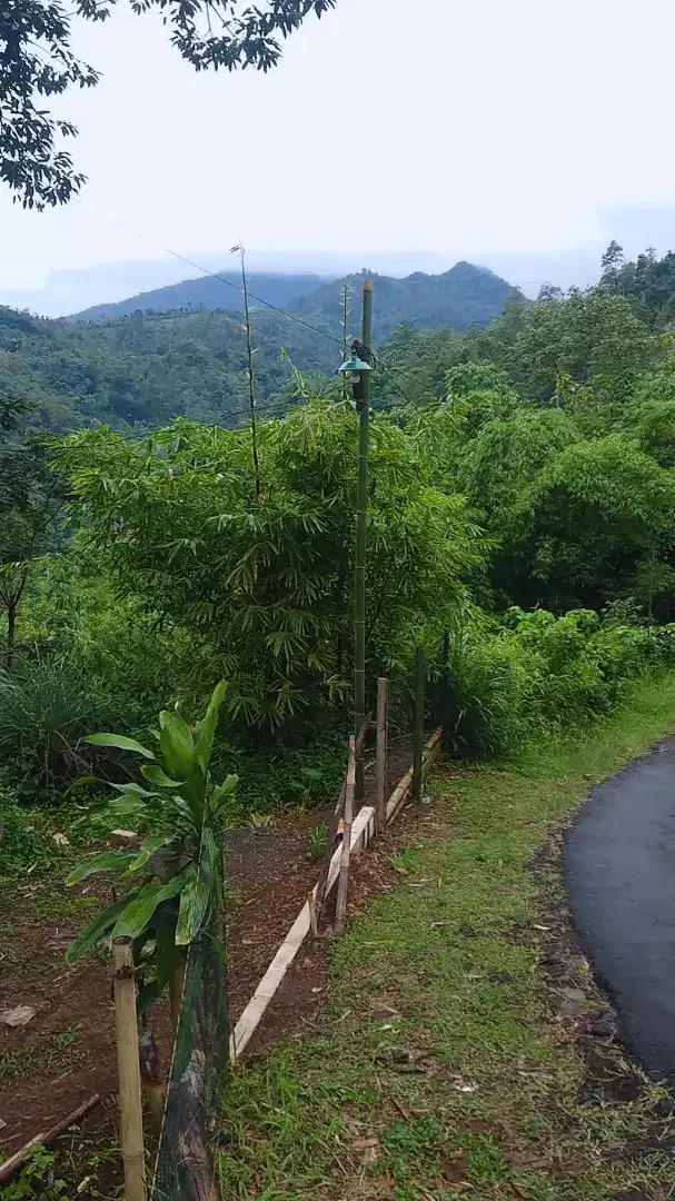 Disewakan / Dijual Kebun Durian Untuk Usaha Wisata