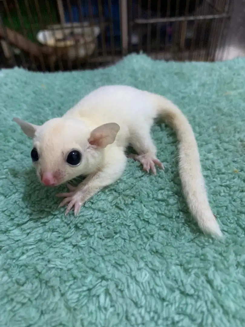 Sugar Glider Joey Leucistic