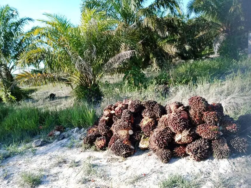 Dijual Lahan kelapa sawit di desa pangkalan gondai