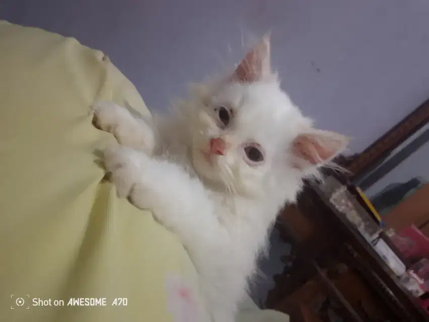 Lepas adopsi anak kucing Persia campur Himalaya