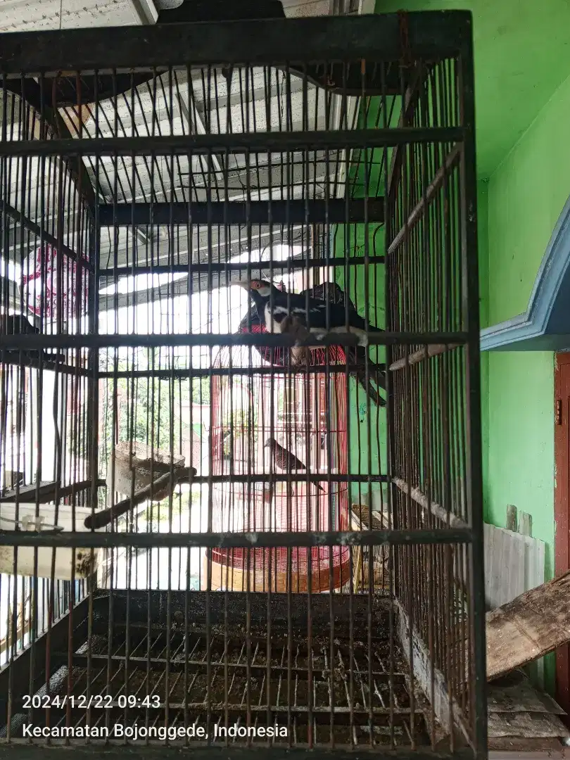 Burung Jalak Suren