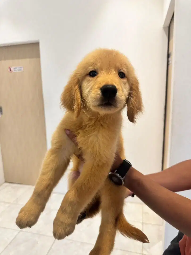 Golden Retriever surat lengkap + vaksin