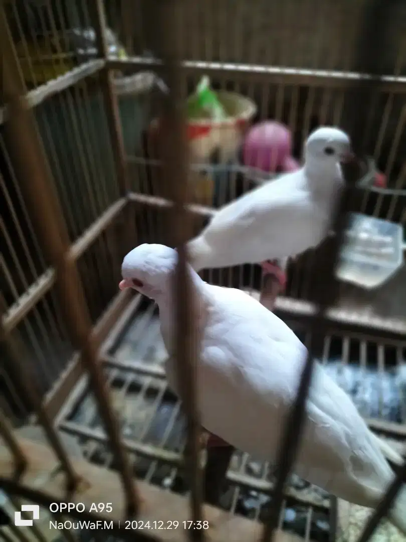 Burung puter BT Lovebird sepasang