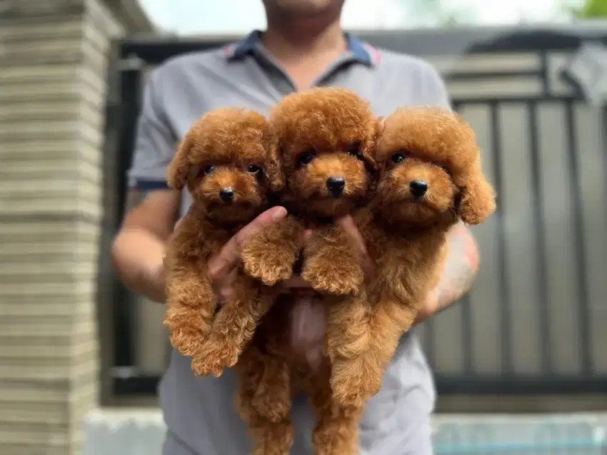 Redtiny poodle stambum cakep