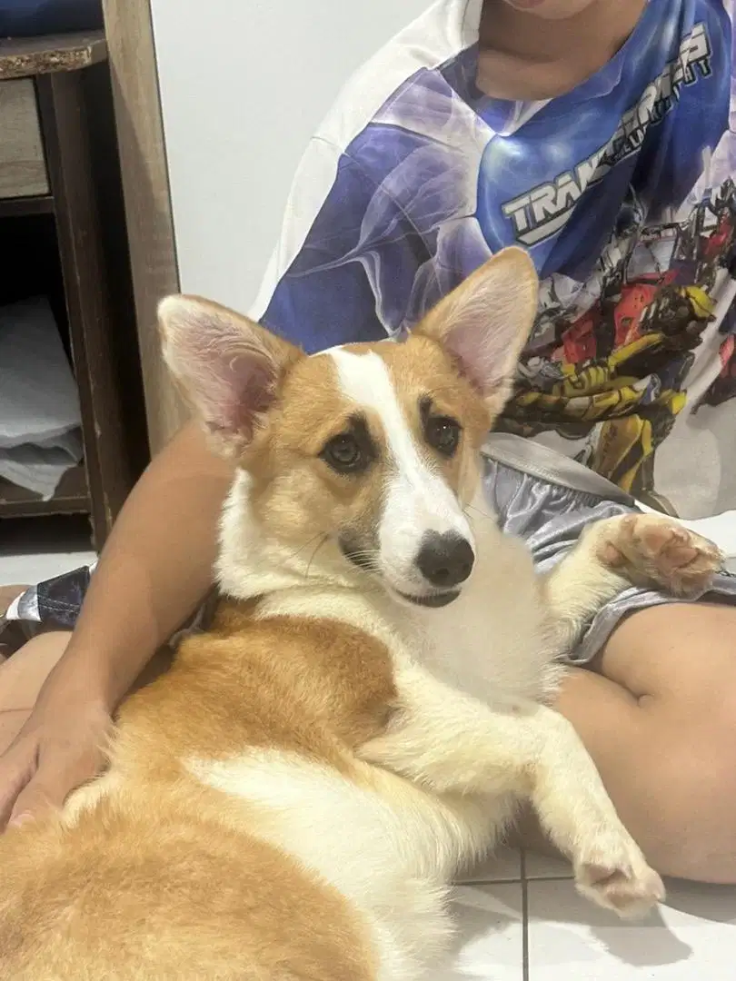 Dijual Pembroke Welsh Corgi Betina