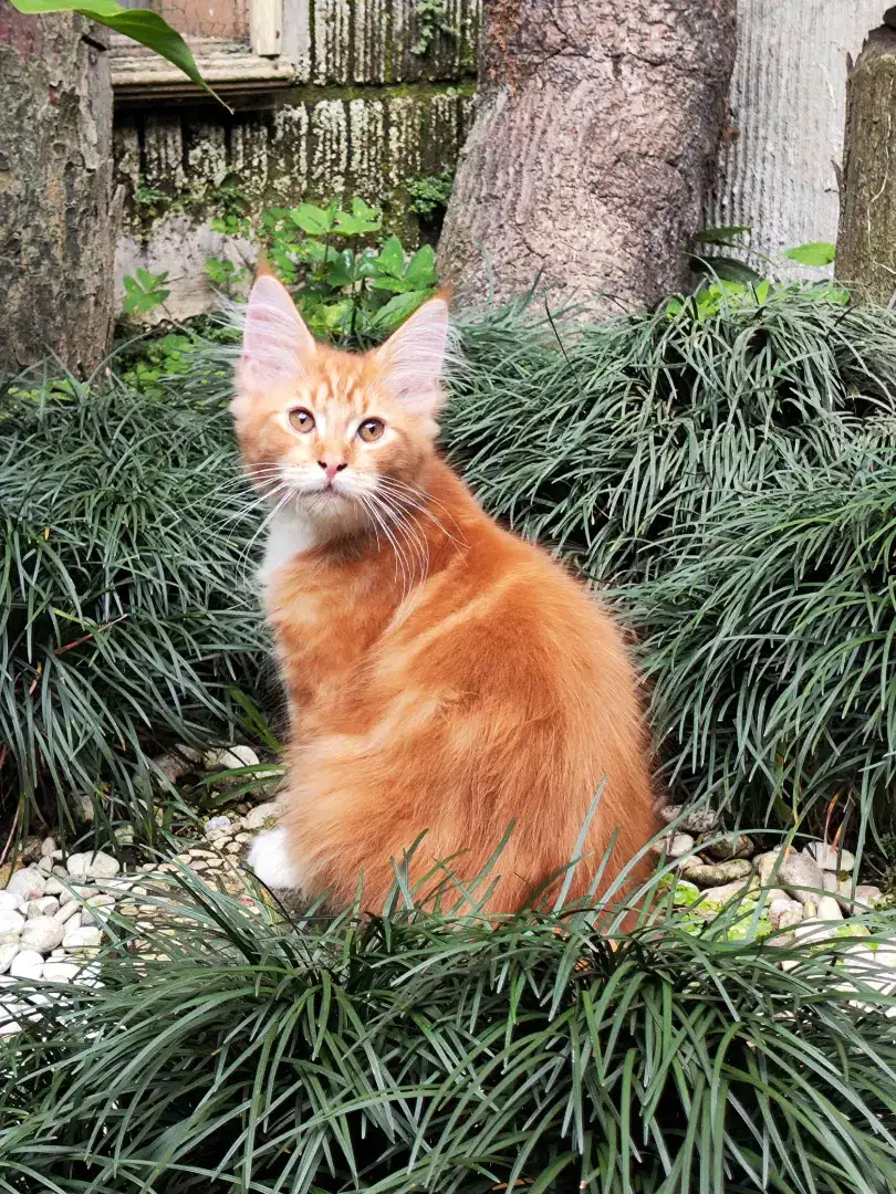 Mainecoon pure non ped