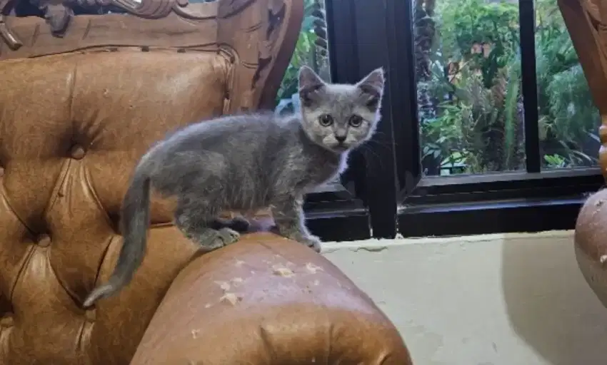 Kitten British Short Hair BSH