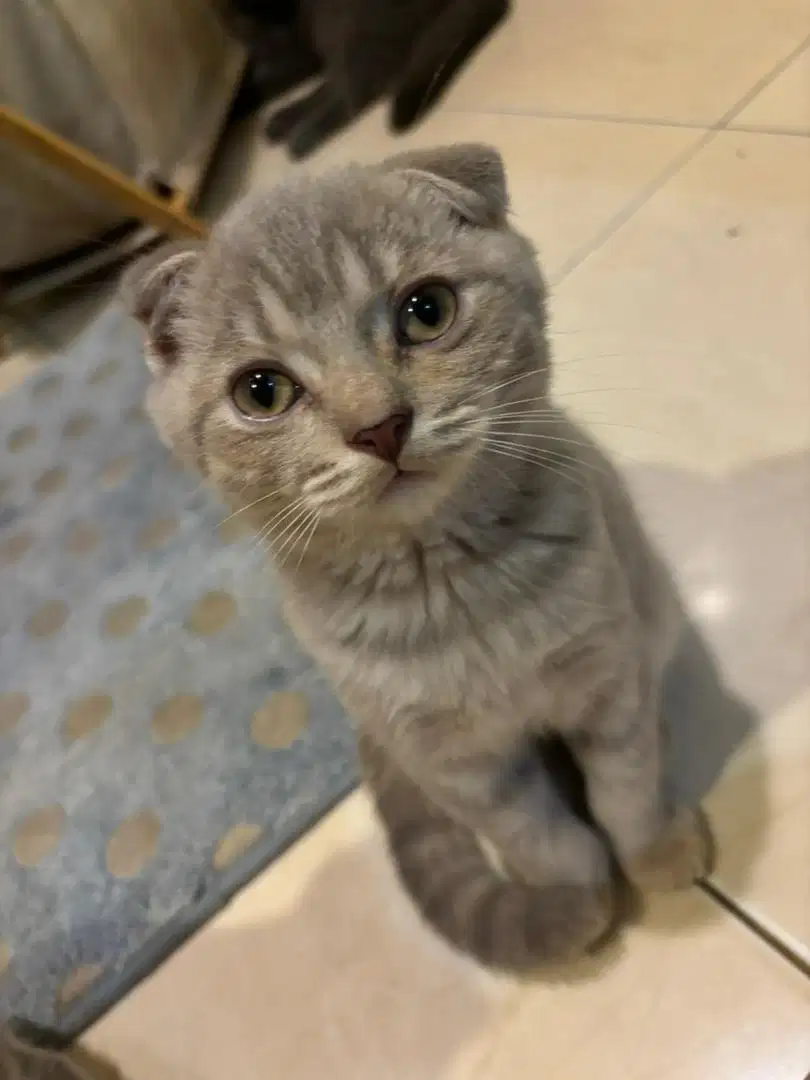 Kucing Scottish Fold mix BSH pure