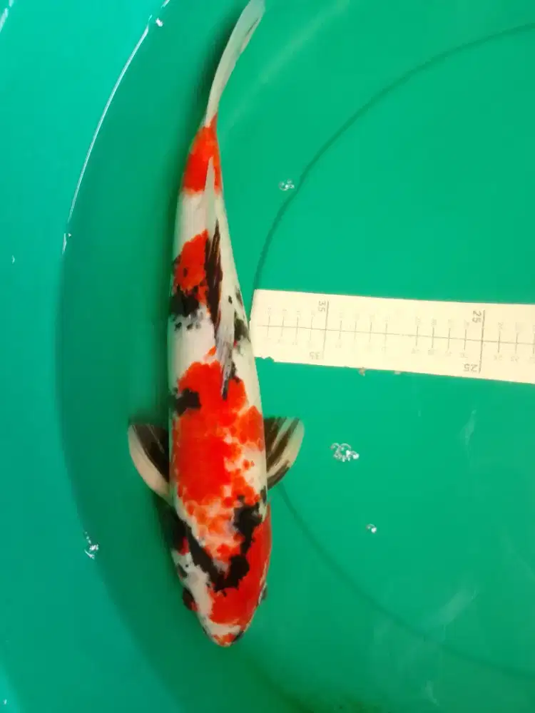 Ikan koi SHOWA KANOKO 42cm antik bagus