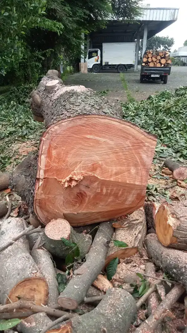 JASA TEBANG POHON , PEMBUANGAN PUING, PEMBERSIHAN LAHAN.