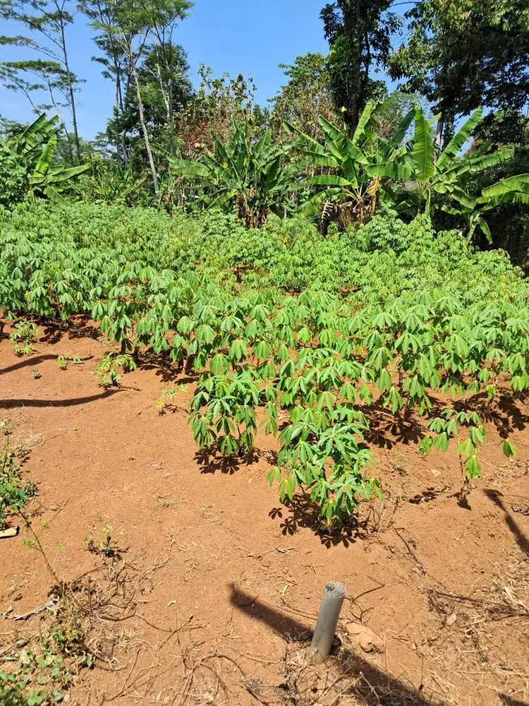 [BU] Dijual tanah SHM 263 lt Mijen, Kota Semarang