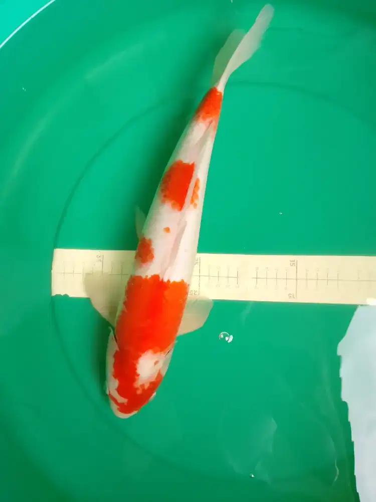 Ikan koi KOHAKU 44cm Male Jumbo
