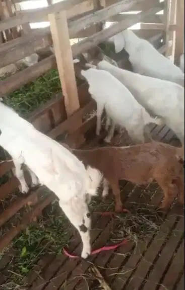 20 ekor kambing jantan 6-7 bulan 15-18 kiloan siap qurban 2025 rawatan