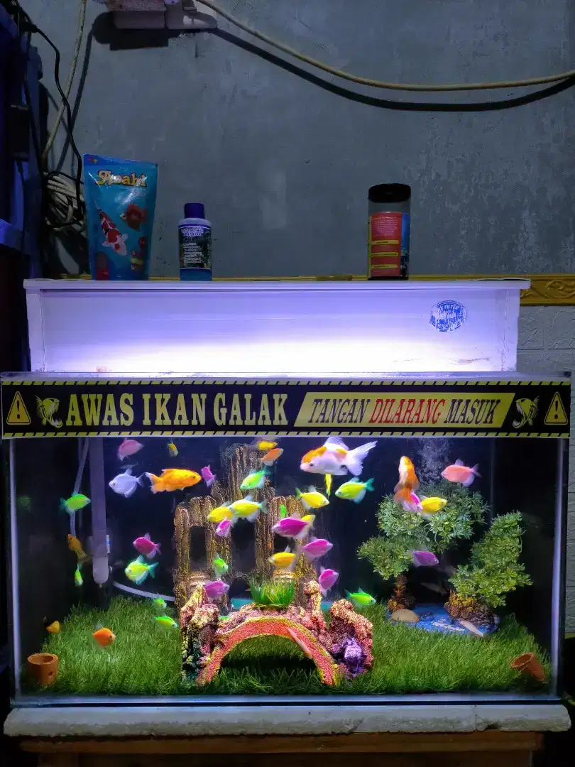 Ikan aquarium 60*40*30