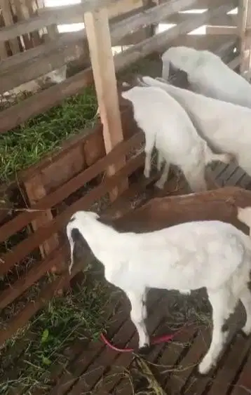 20 ekor kambing jantan 15-18kiloan siap penggemukan qurban 2025 6-7bln