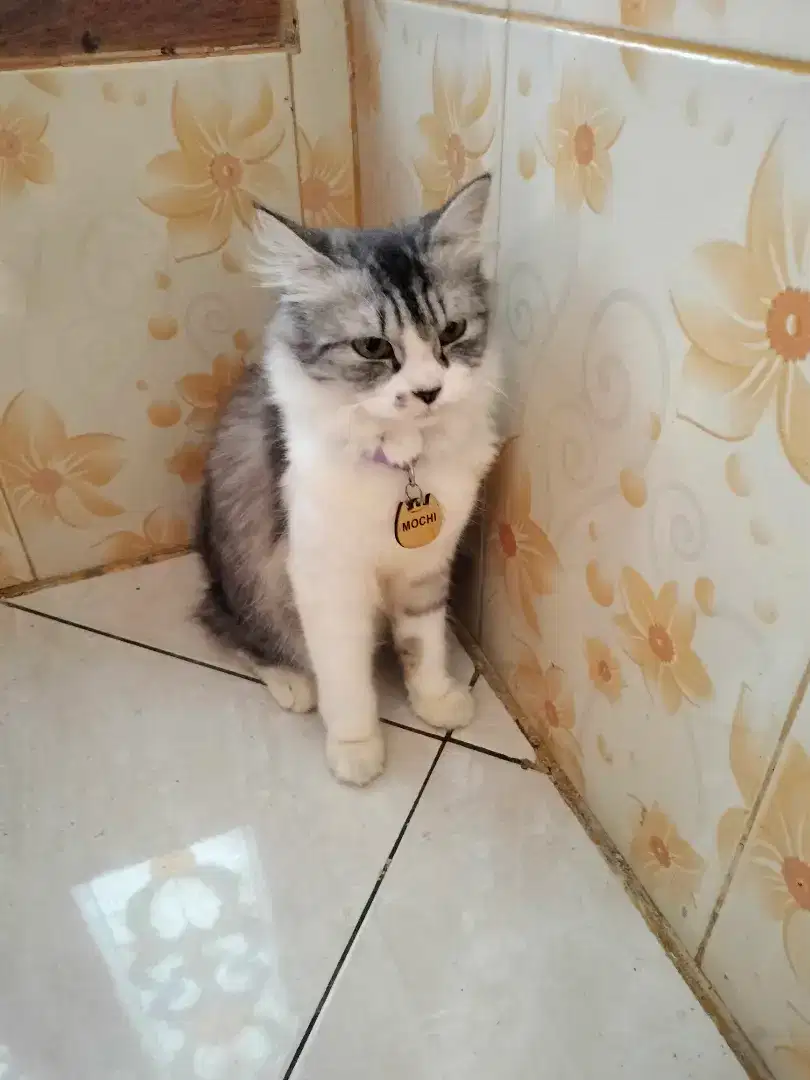 Kucing anggora betina