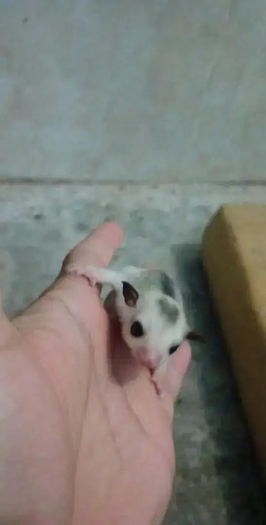 Dijual sugar glider jenis mozaik jantan