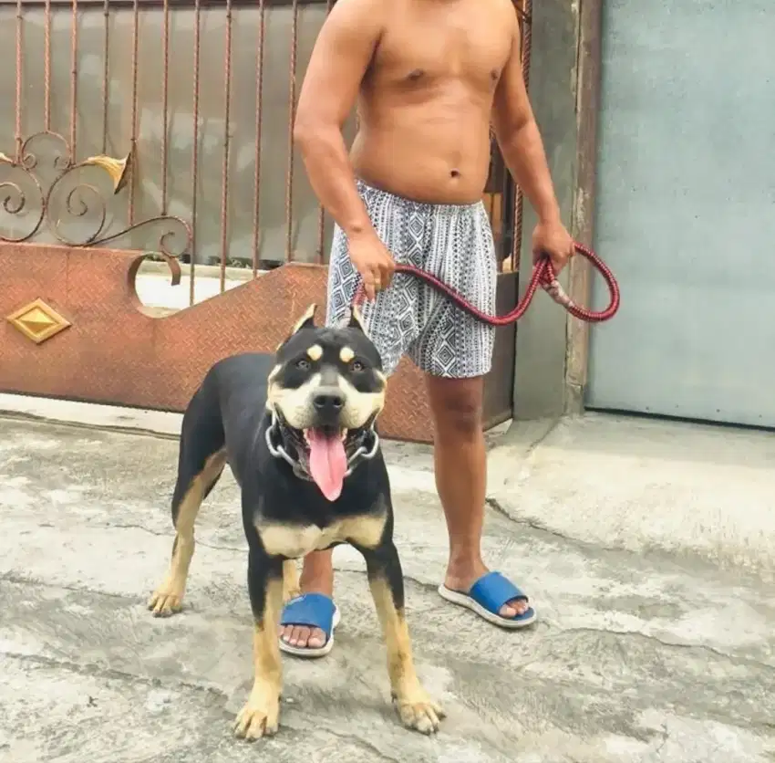 PITBULL BLACKTAN