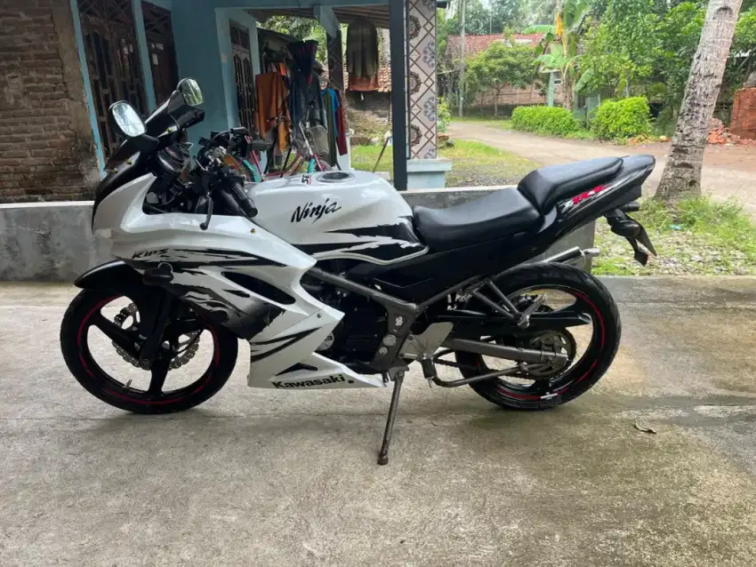 Ninja rr albino