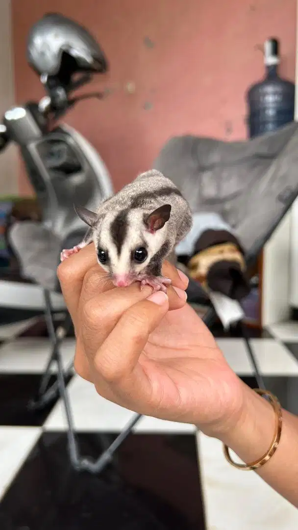 Sugar glider joey white face