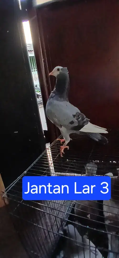 Burung Merpati Dara Trah Promo akhir tahun