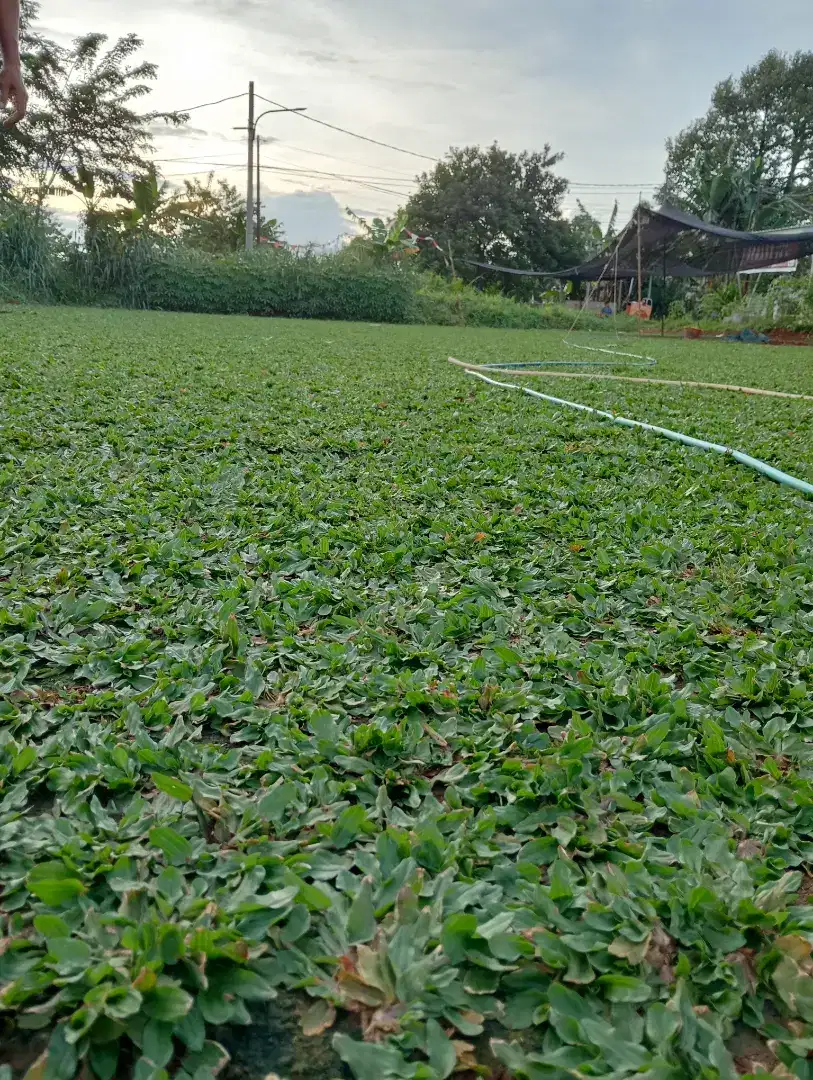 Rumput gajah mini rumput taman