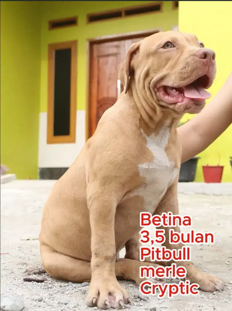 Pitbull betina 3,5 bulan