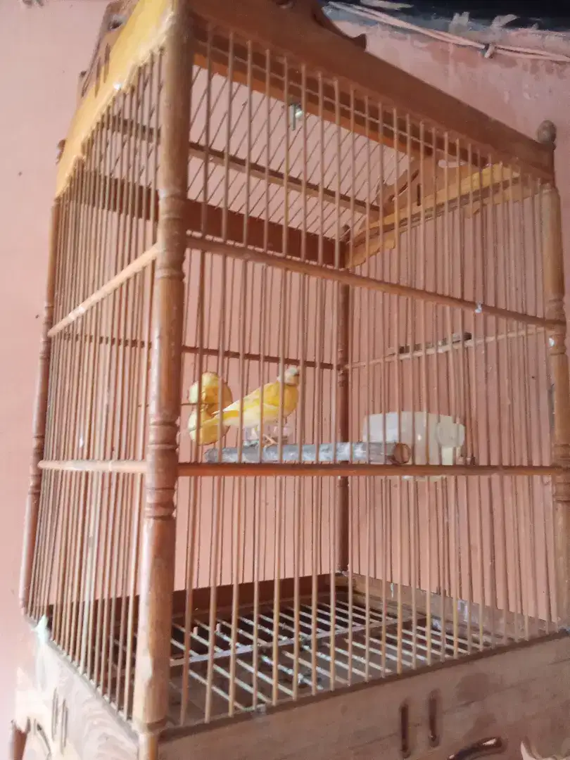 Burung kenari sudah gacor