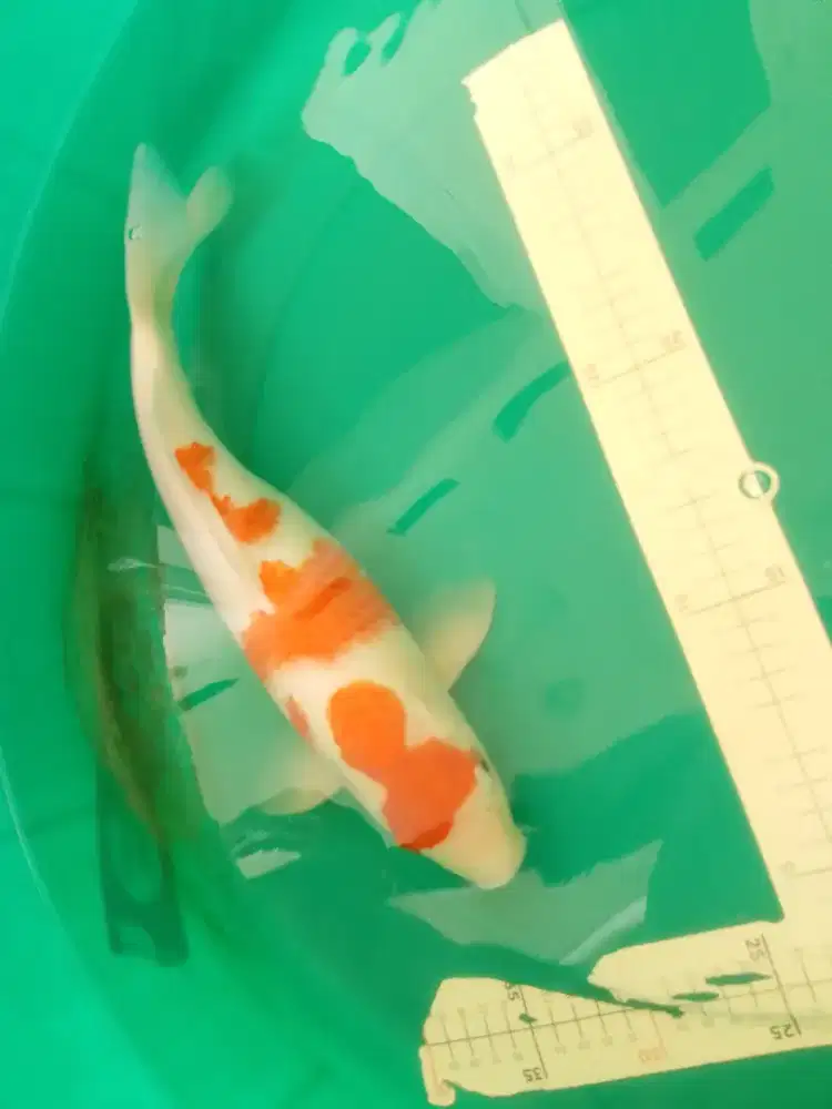 Ikan koi jenis Kohaku pola maruten uk 40cm