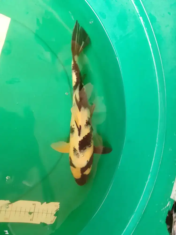 Ikan koi jenis Shiro pola bagus 36cm