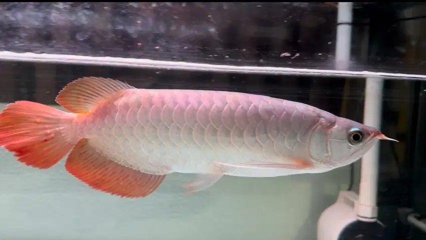 Arowana super red