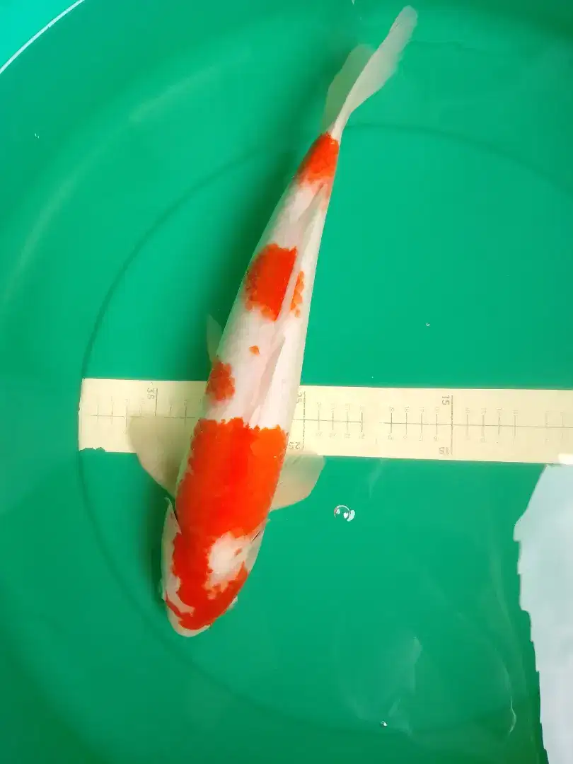 Ikan koi jenis Kohaku 44cm jantan