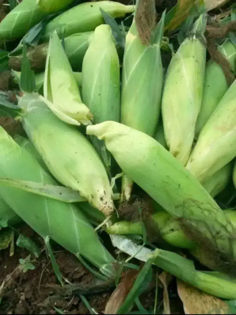 Jagung manis isi 2,3,4