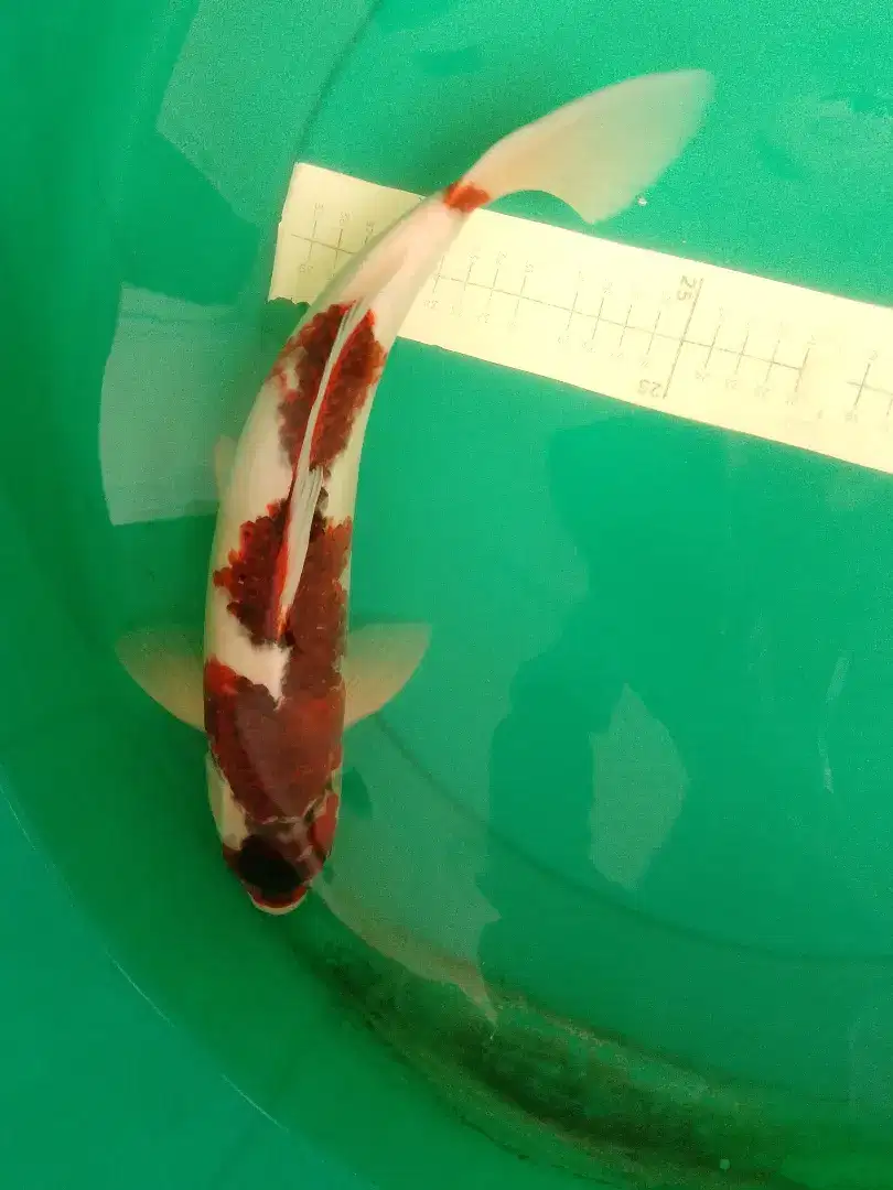 Ikan koi jenis Goromo 36cm