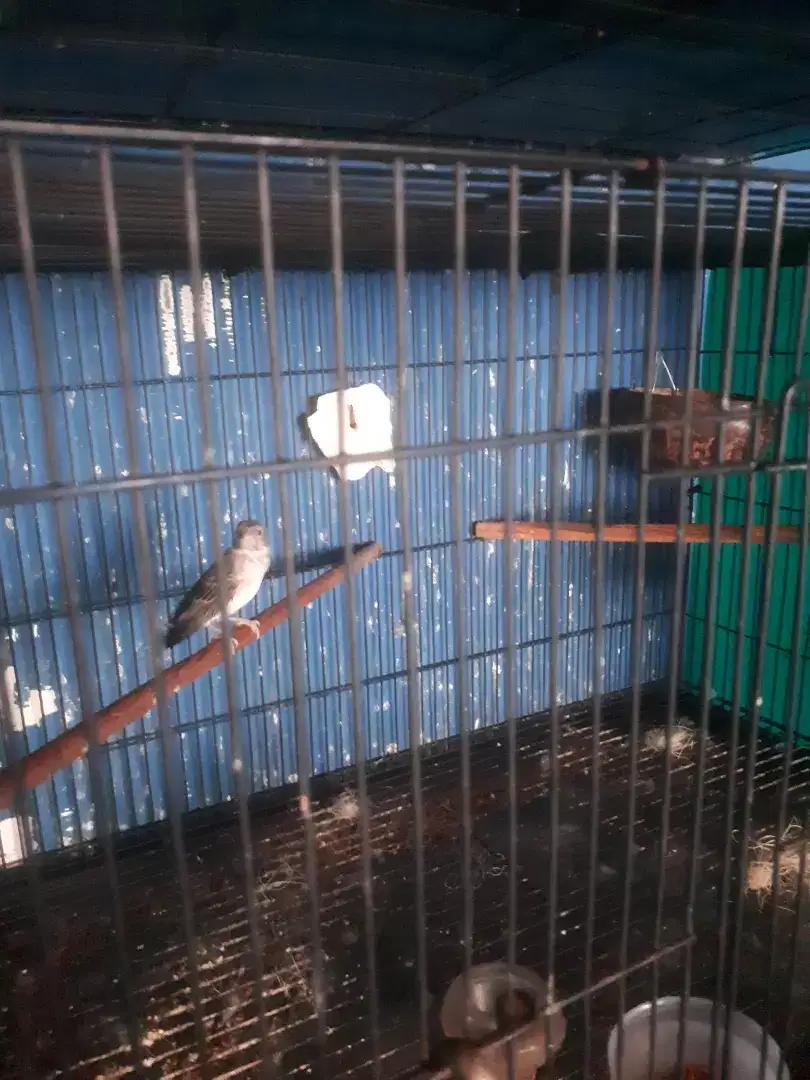 JUAL DUA PASANG BURUNG SANGER SIAPAN