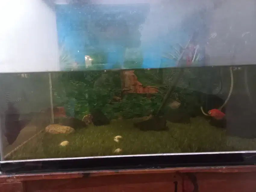 aquarium bekas bocor alus