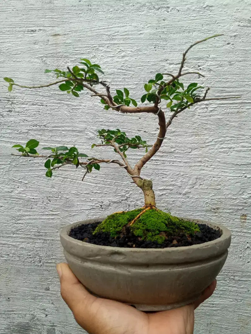 Bonsai Serut expression