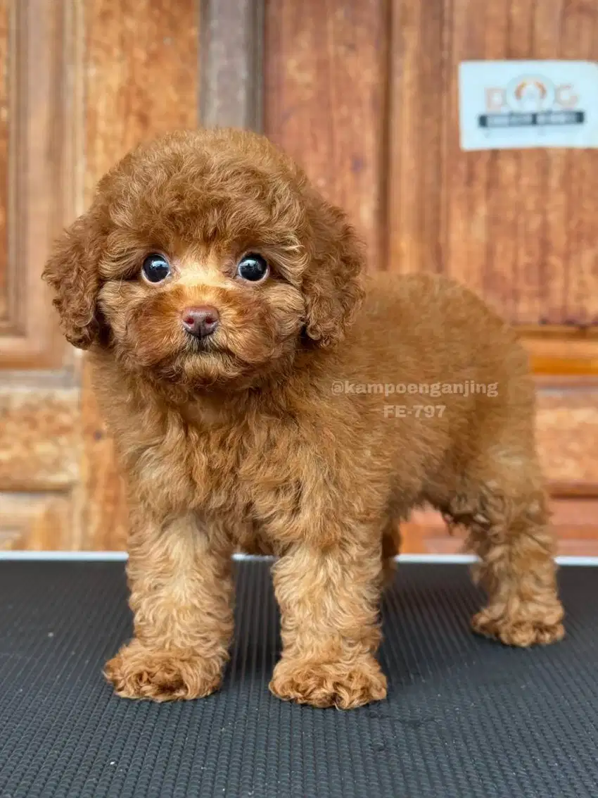 Poodle Betina Lucu dan Imut