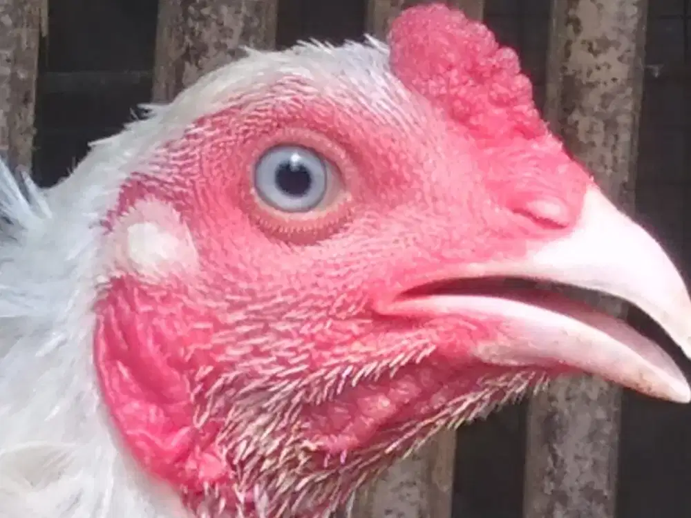 Ayam bk  Full putih tembus