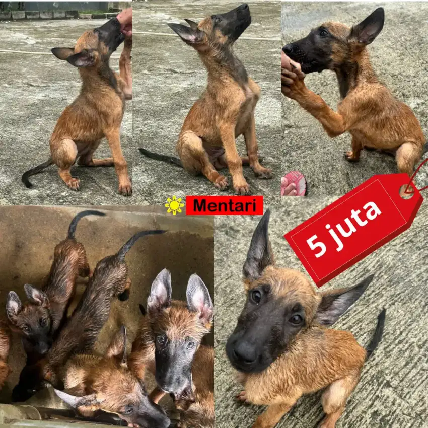 Belgian Malinois Pure Breed k9